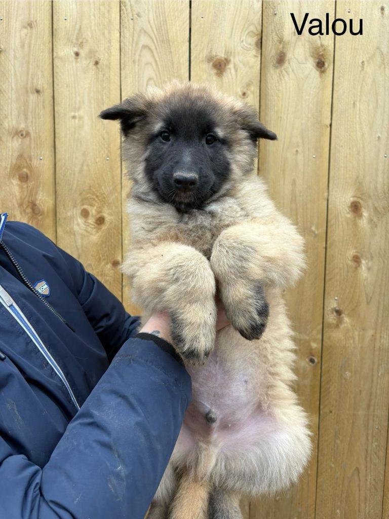 Of Shepherdess Follies - Chiot disponible  - Berger Belge