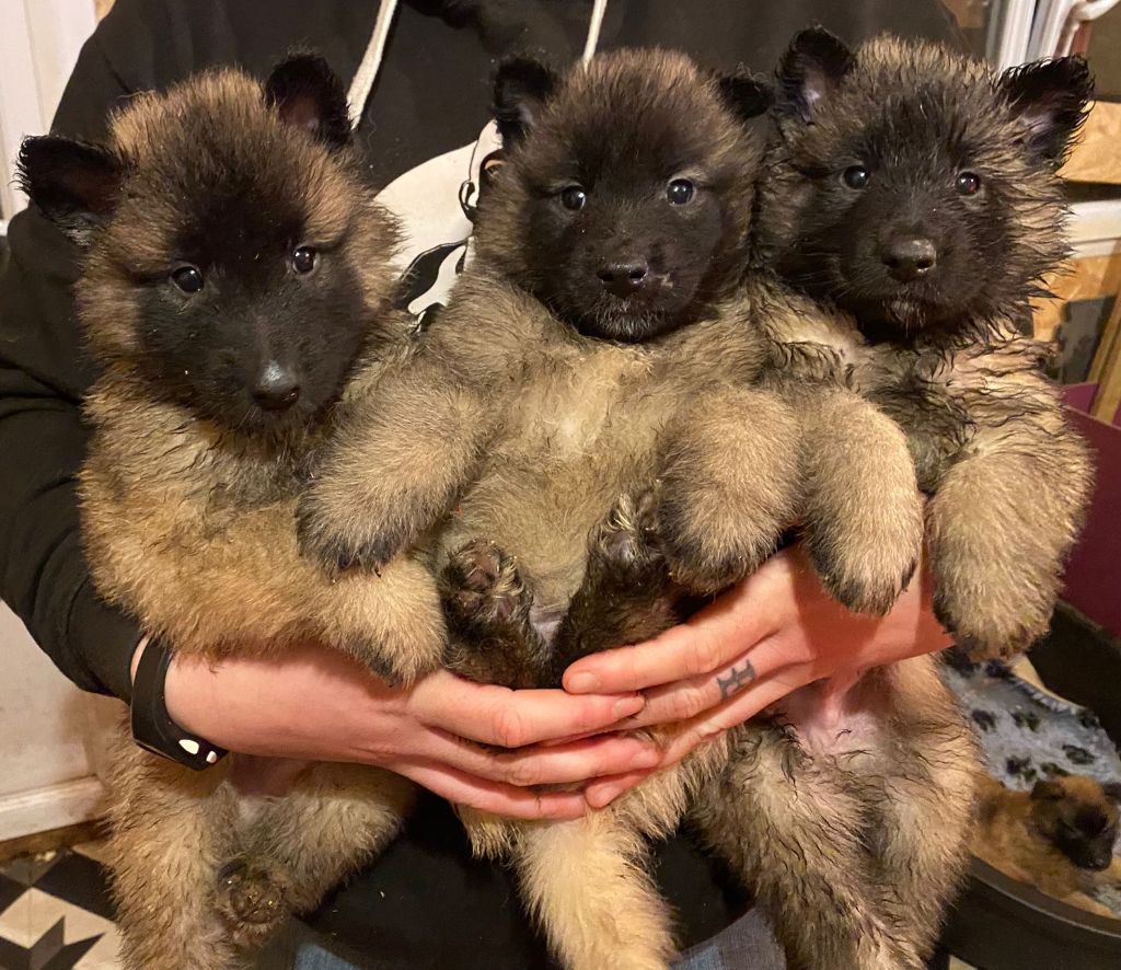 Chiots nés chez nous
